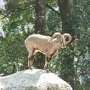  Himalayan musk deer