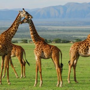 We specializes in Adventure activities Mountain Treks, Biking Treks, Rafting, Camping.